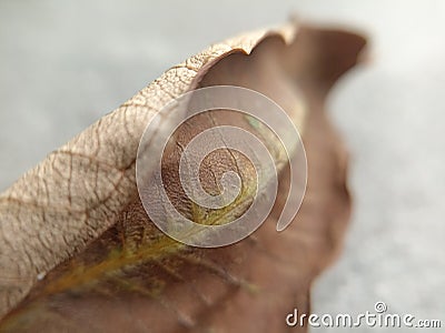 Macro photography of the surface of dried leaves in a tropical rain forest for wallpaper background Stock Photo