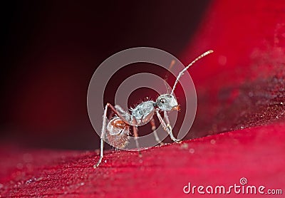 Macro Photo of Tiny Ant on Red Petal of Flower Stock Photo