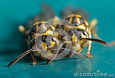 Macro Photo of Two Wasps on Blue Green Metal Material Stock Photo