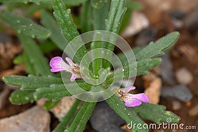 Macro photography of a wild flower - Ajuga iva Stock Photo