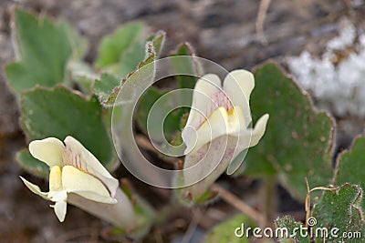 Macro photography of an Asarina procumbens Stock Photo