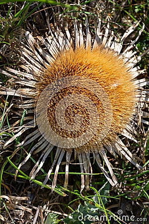 Macro photography of a wild flower - Carlina acanthifolia Stock Photo