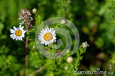 Macro photography of a wild flower Cota altissima Stock Photo
