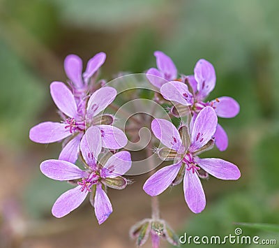 Macro photography of an Erodium laciniatum Stock Photo