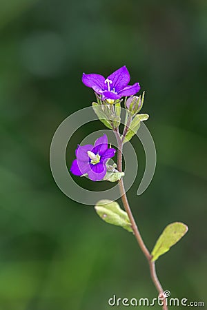 Macro photography of a flower - Legousia speculum veneris Stock Photo