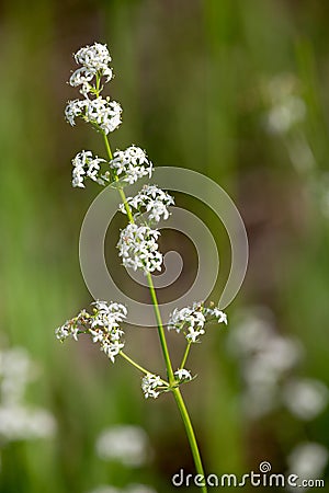 Macro photography of a wild flower - Galium mollugo Stock Photo