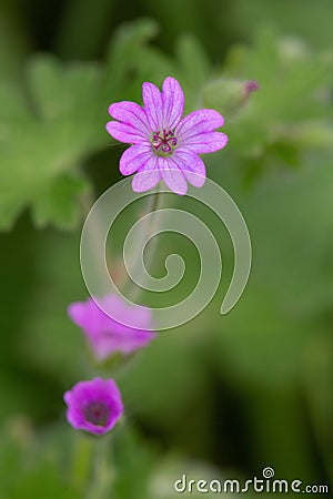 Macro photography of a Geranium molle Stock Photo