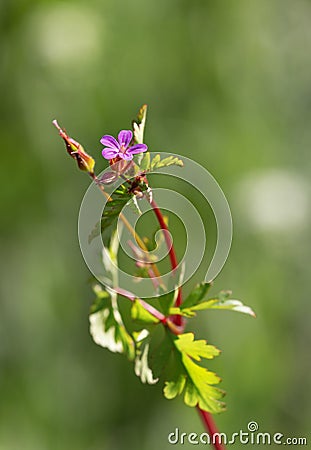 Macro photography of a Geranium purpureum Stock Photo