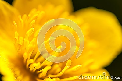 Macro photography, yellow buttercup pistils on green background in nature, spring flower background Stock Photo