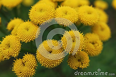 Macro photography yellow field flowers Stock Photo