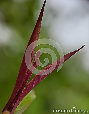 macro photography, young leaves of wild plants are unique and beautiful Stock Photo