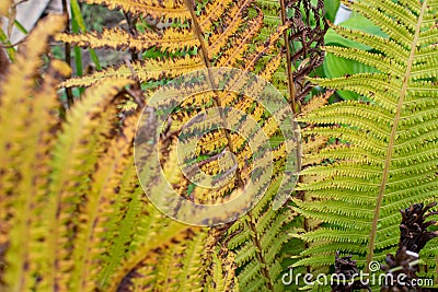 Macro photos of colourful plants. Fresh fern bush. Stock Photo