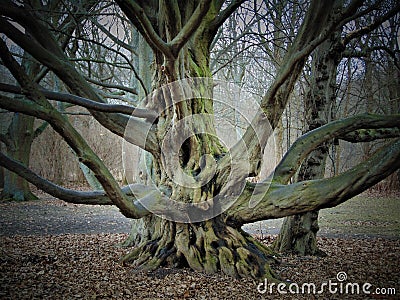 Macro photos with landscape background March the first spring days in the Park with decorative trees Stock Photo