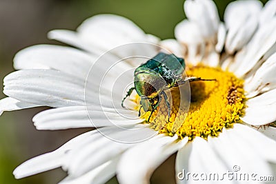 Beetle-bronze insect with a Latin name Cetonia aurata collects n Stock Photo