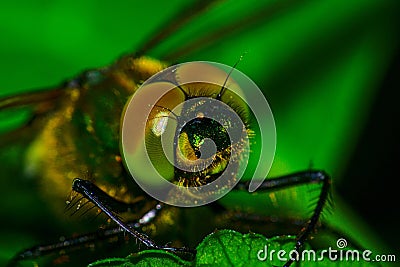 Macro picture of compound eyes of a dragonfly. Stock Photo