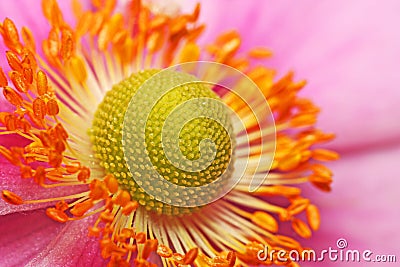 Macro Picture of a Garden Anemone Stock Photo