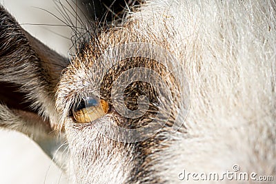 A macro picture of a goat`s eyes Stock Photo