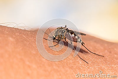 The mosquito drinks the blood of the human hand Stock Photo