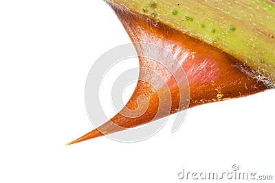 Macro picture of a rose thorn Stock Photo