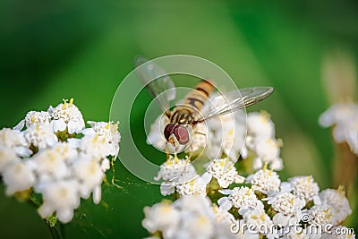 A winged insect looking for som nectar Stock Photo