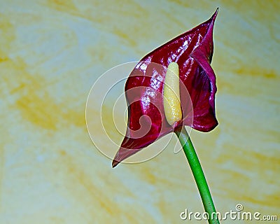 Macro pictures from the flowers of houseplants Stock Photo