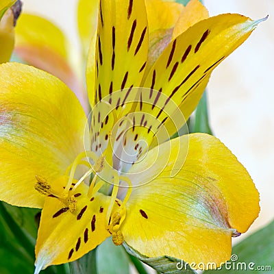 Macro pictures from the flowers of houseplants Stock Photo