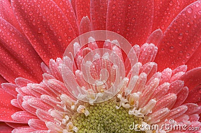 Macro Pink Gerber Daisy with Water Drops Stock Photo