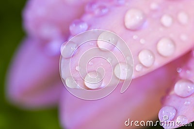 Macro pink gerbera Stock Photo