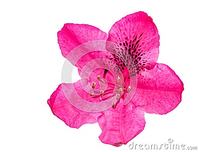 Macro of a pink isolated Rhododendron flower blossom Stock Photo