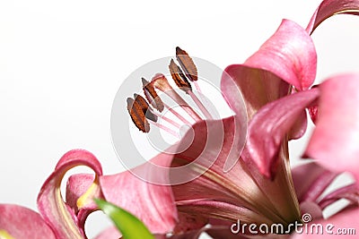 Macro pink lily Stock Photo