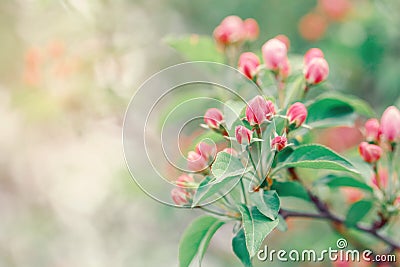 Macro of pink red small wild apple cherry buds on tree branches with light green leaves. Stock Photo