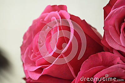Macro pink romantic roses Stock Photo