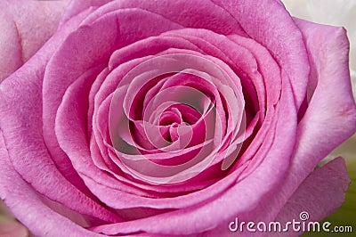 Macro pink Rose Stock Photo