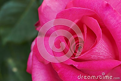 Close up color picture of pink rose with the name: Parole Stock Photo