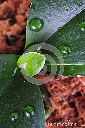 Macro plant Stock Photo