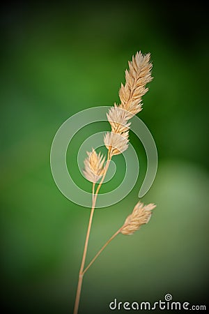 Macro plant - green Stock Photo