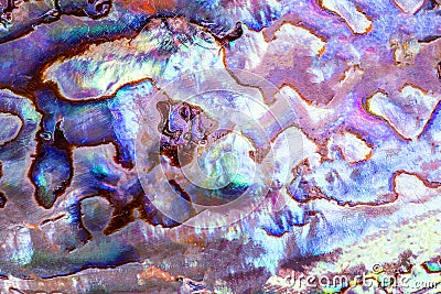 Detail of polished paua abalone shell Stock Photo
