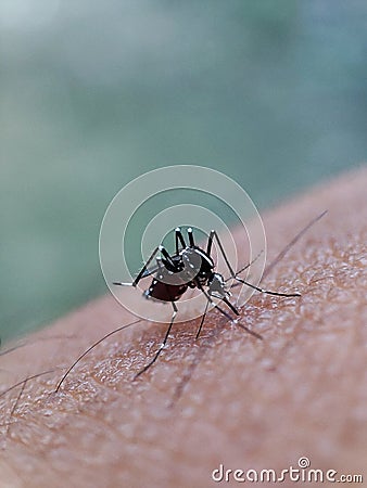 macro portrait of a mosquito perched on human hand Stock Photo