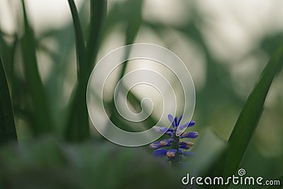 Macro purple cropped flower Stock Photo