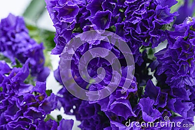 Macro purple cup shape flowers Stock Photo
