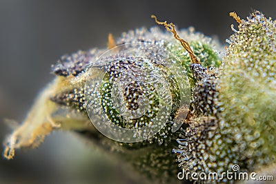 Macro of Purple and Green Frosted Marijuana Cannabis Flower Stock Photo