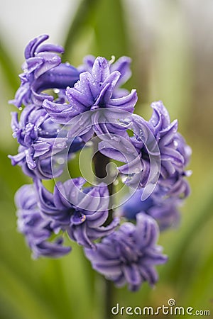 Hyacinth in the garden Stock Photo