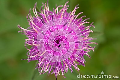 Closeup of a purple flower of black knapweed Stock Photo