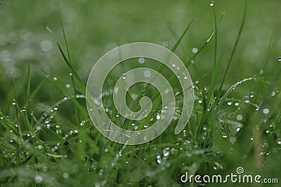 Macro Raindrops on Grass Stock Photo