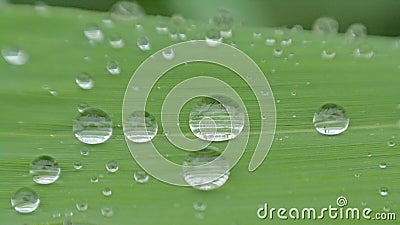 Macro of raindrops on a green grass blade Stock Photo