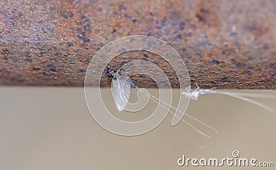 Macro of a Recently Hatched Trico Mayfly Tricorythodes Stock Photo