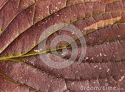 Macro red autumn leaf nature seasonal detail plant Stock Photo