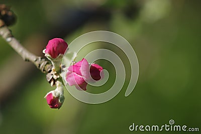 Macro red buds Stock Photo