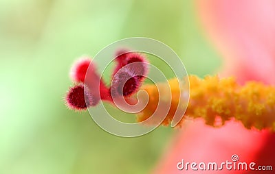 Macro red color flower stigma Stock Photo