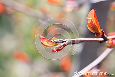 Macro red colored leaves of young branch of aronia or black chokeberry bush berry tree. Sprout Stock Photo